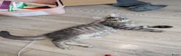 Maine Coon cats for sale: Tica registered mainecoons  - Advert 16