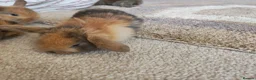 Mini Lion Lop rabbits for sale: Lop/ lion head baby bunnys  - Advert 19