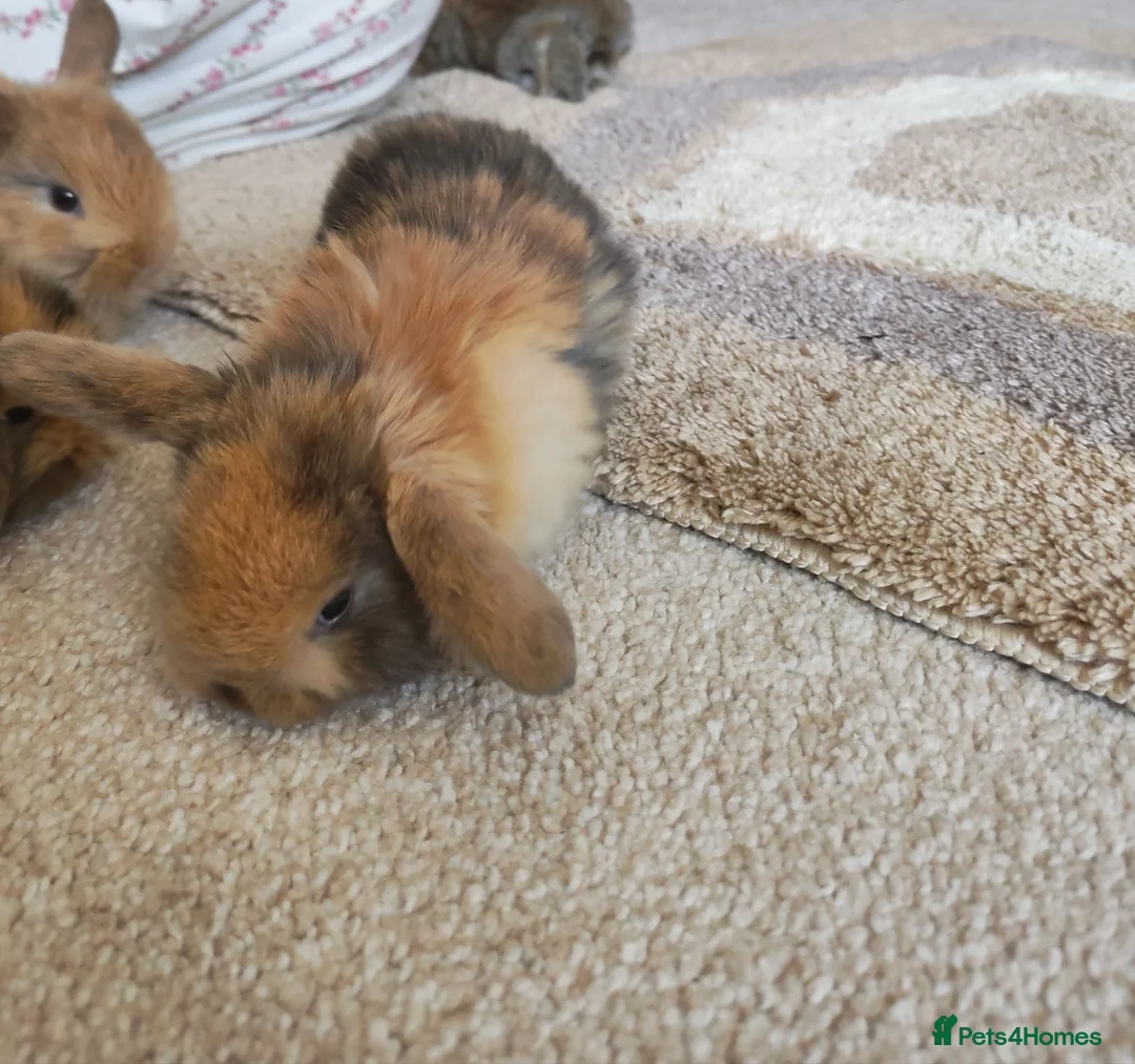 Mini Lion Lop rabbits for sale: Lop/ lion head baby bunnys  - Advert 19