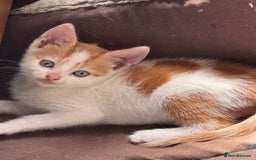 British Shorthair cats for sale: Adorable kittens  - Image 2
