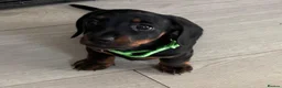Miniature Dachshund dogs for sale: Beautiful miniature dachshund puppies  - Advert 3