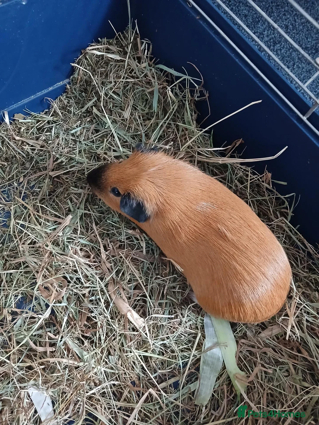Guinea Pig rodents for sale: Two Lovely Male Guinea Pigs – Free to a Good Home - Advert 2