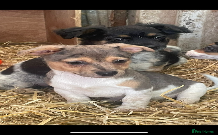 Jack Russell dogs - Advert 2