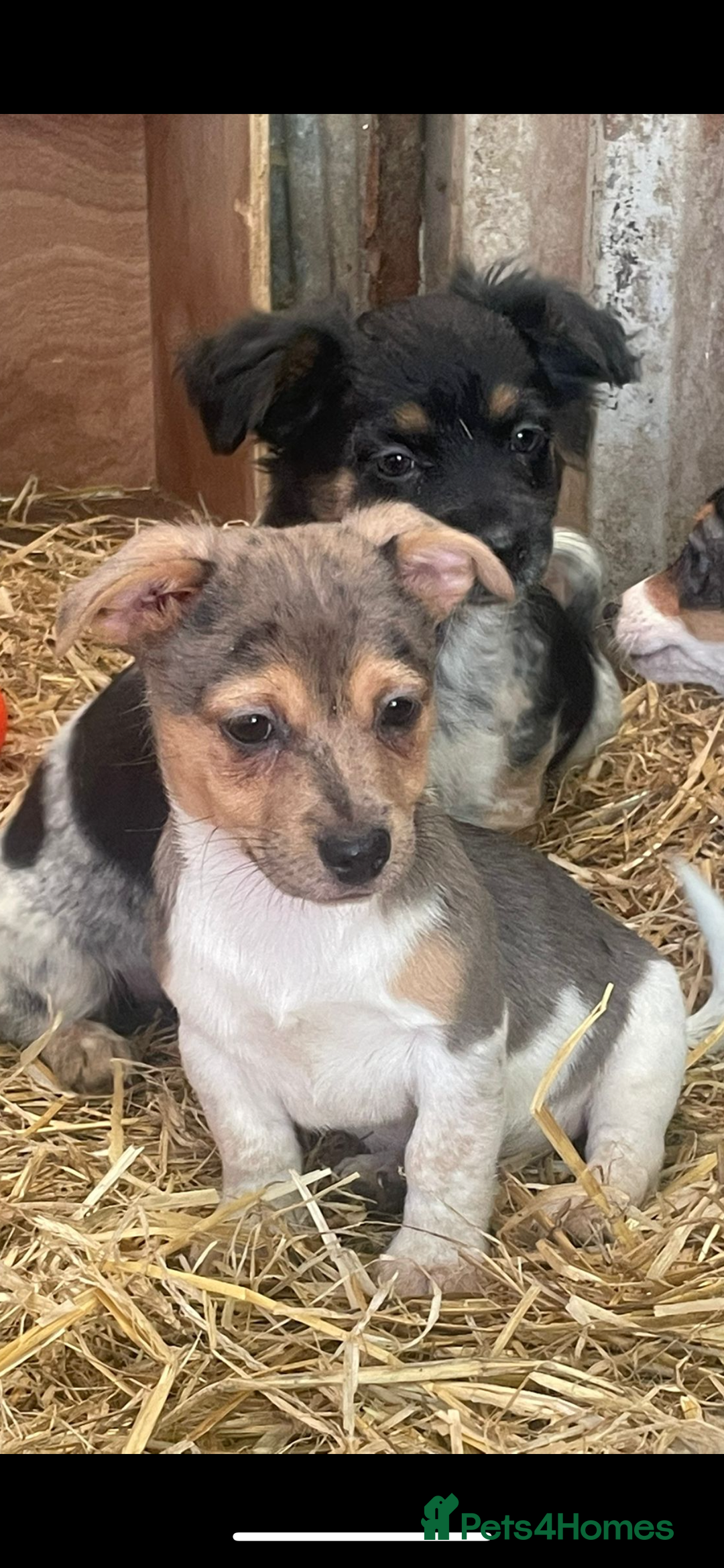 Jack Russell dogs for sale: Rare jack russell - Image 1