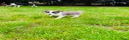 Border Collie dogs for sale: Pure Bred Border Collie Puppies For Sale - Advert 11