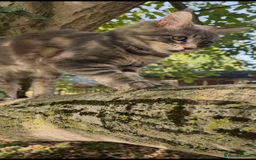 Maine Coon cats for sale: Three stunning pure bred Maine Coon girls - Image 11