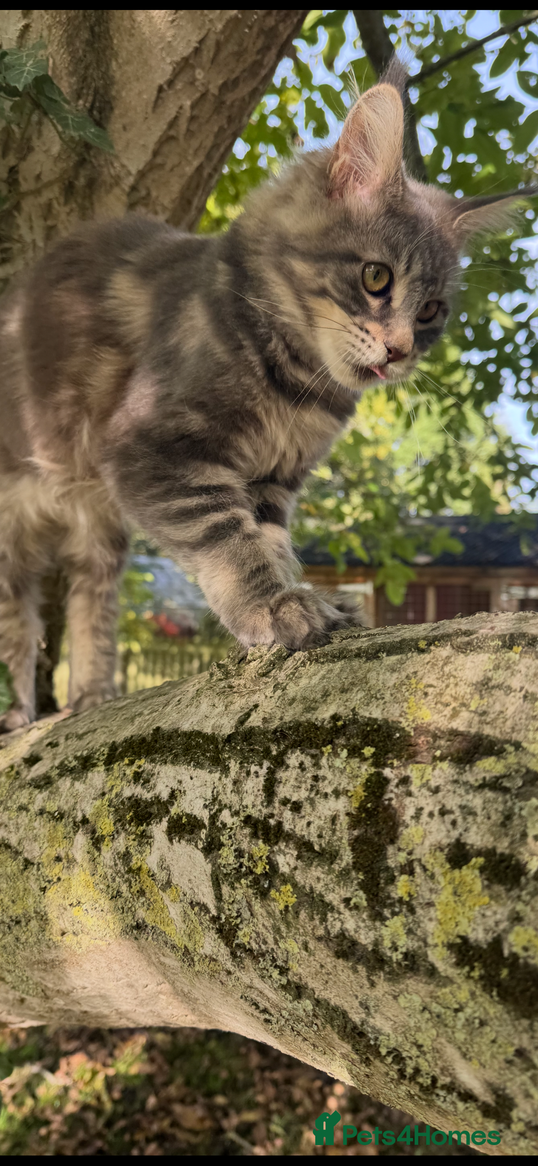 Maine Coon cats for sale: Three stunning pure bred Maine Coon girls - Image 11