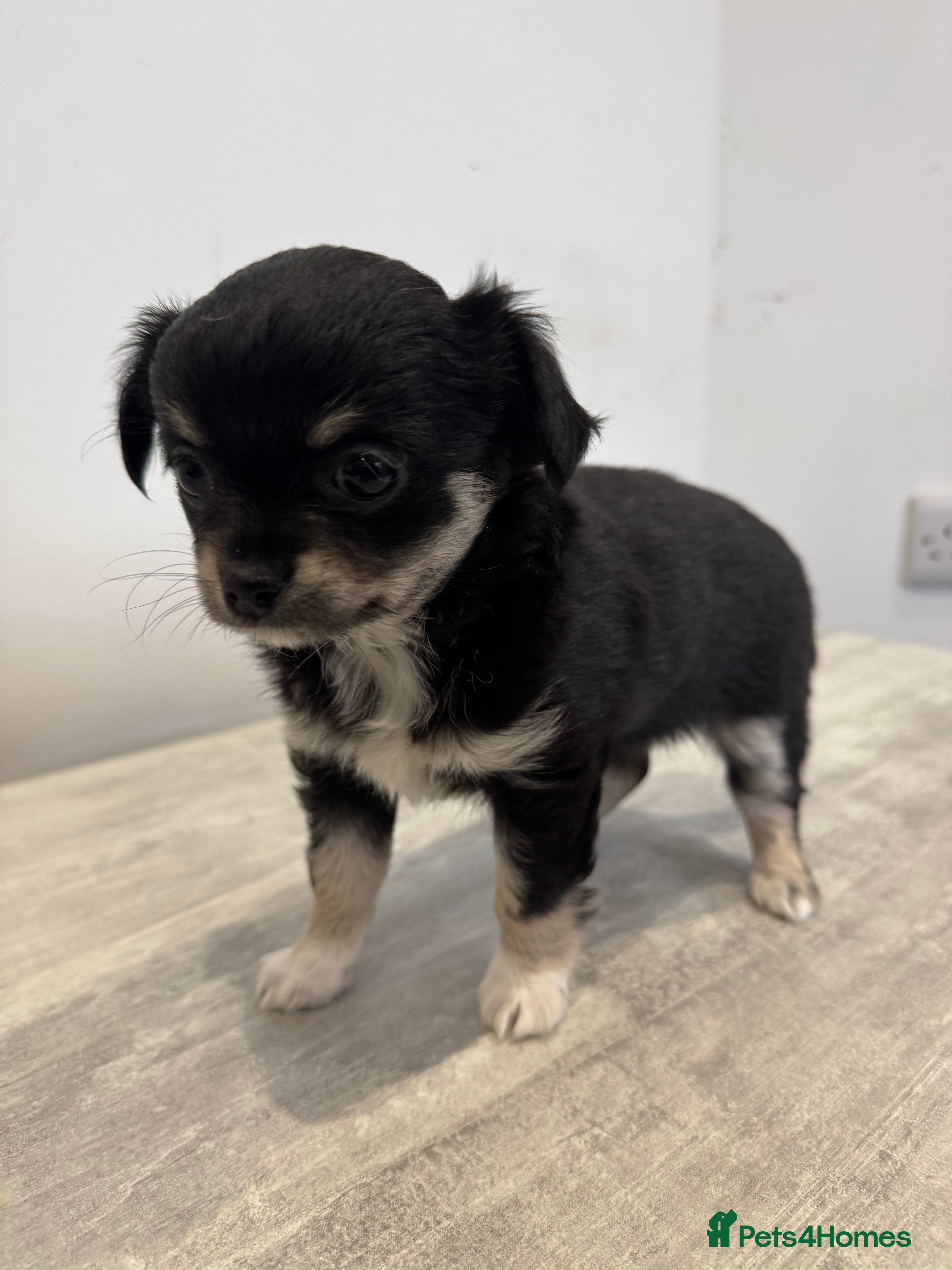 Chihuahua dogs Chihuahua  - Advert 4