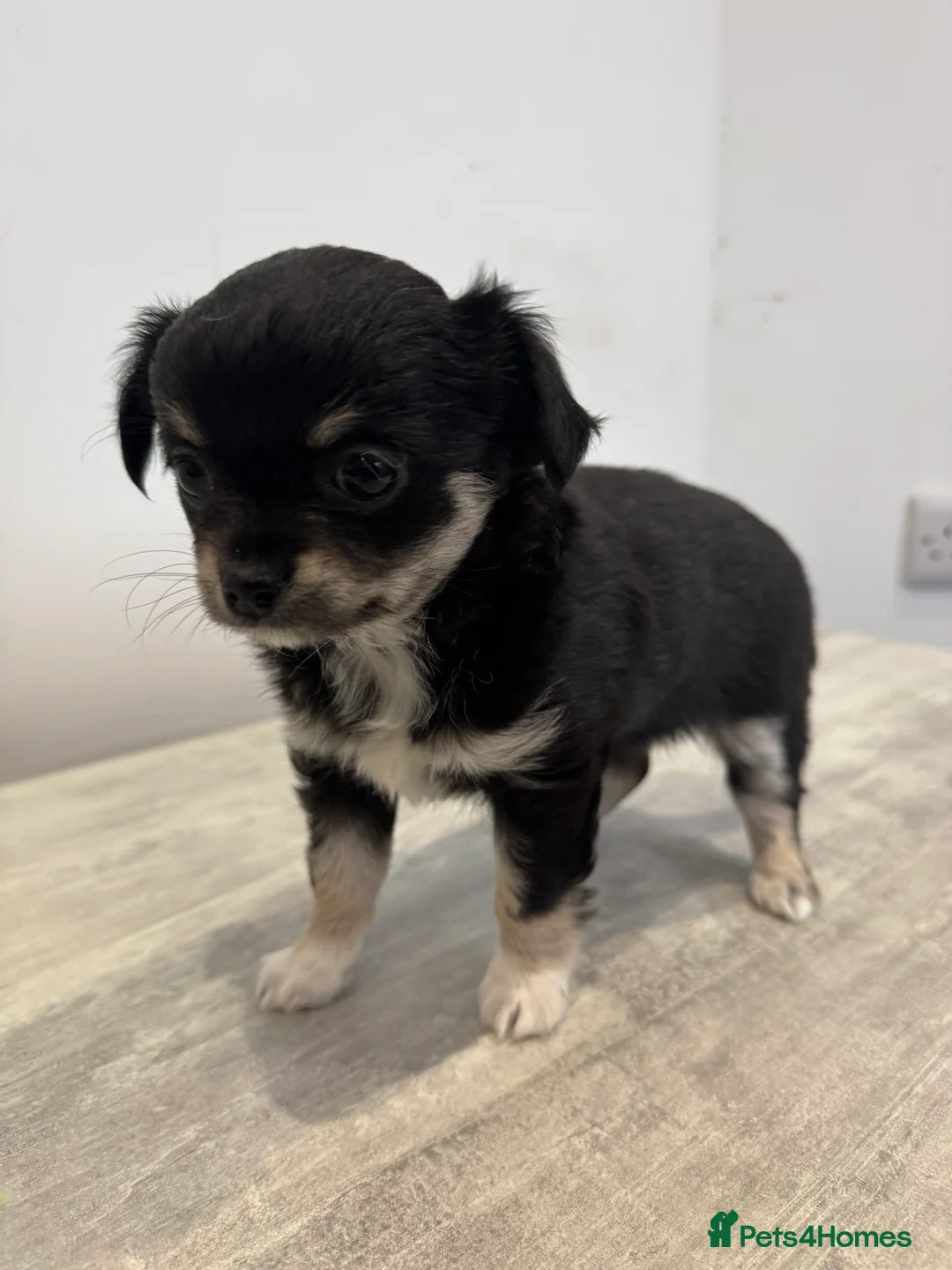 Chihuahua dogs for sale: Chihuahua  - Advert 1