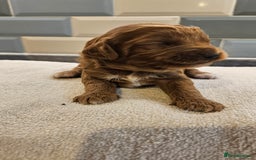 Cockapoo dogs for sale: Beautiful PRA F1B puppies - Image 11