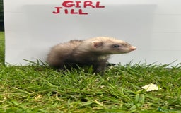 Ferret rodents for sale: Mixed Young Ferrets 10-12 weeks old  - Image 5