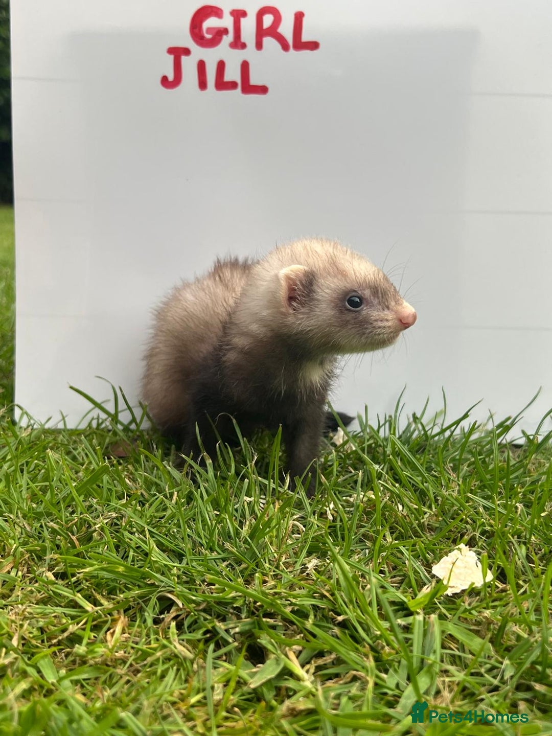Ferret rodents for sale: Mixed Young Ferrets 10-12 weeks old  - Image 5