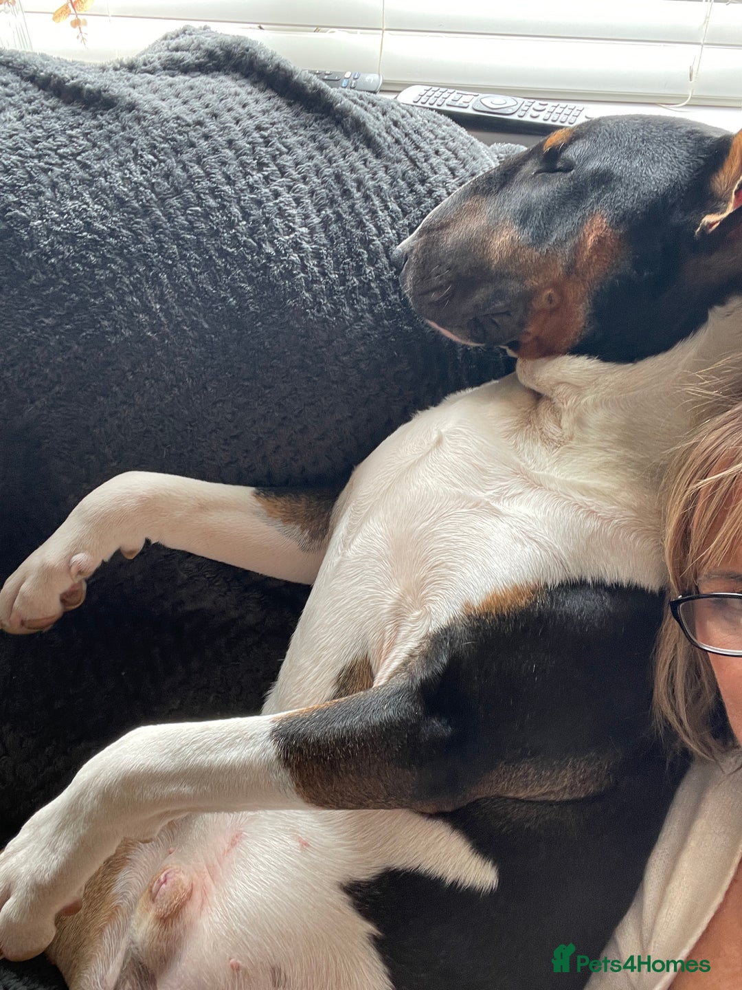 English Bull Terrier dogs for sale: English Bull Terrier - Image 7
