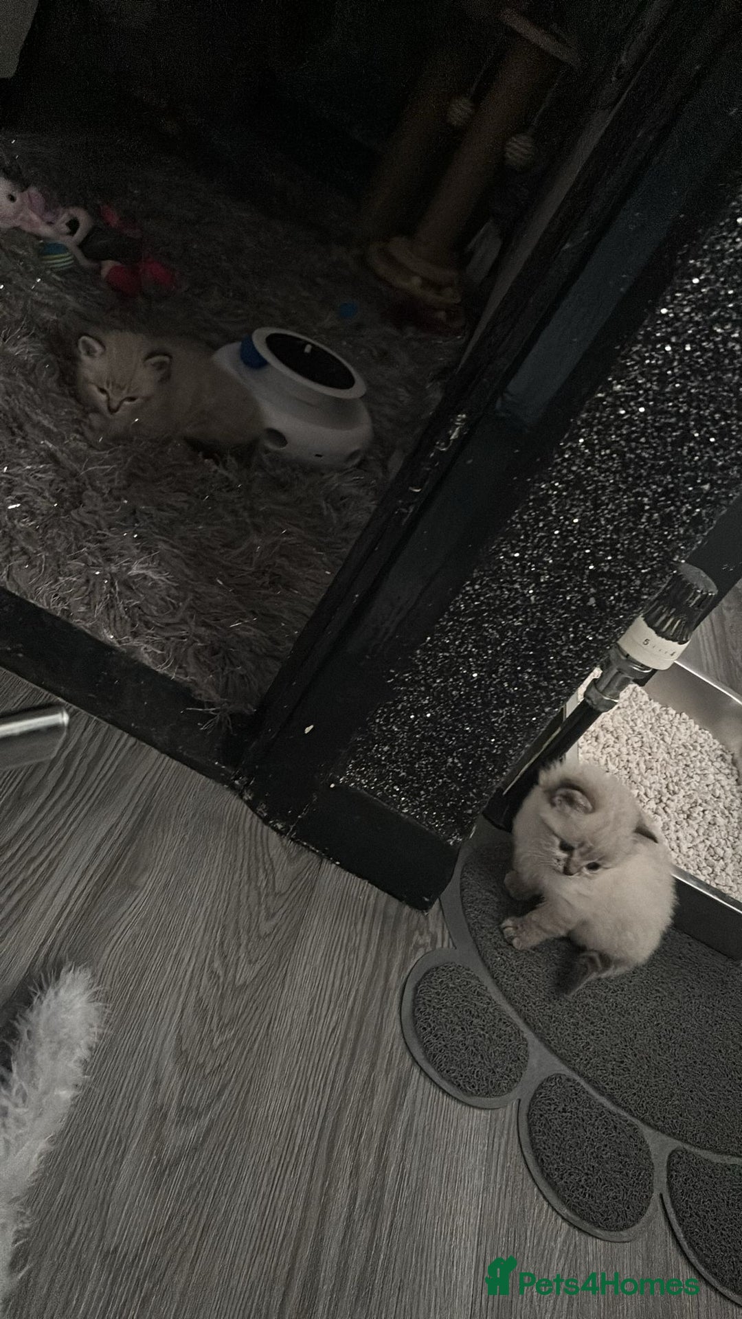 Ragdoll cats for sale: 2 male ragdoll kittens in Colchester - Image 6