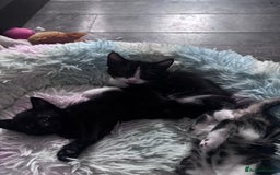 Mixed Breed cats for sale: 5 kittens for sale 2 male 3 female  - Image 2