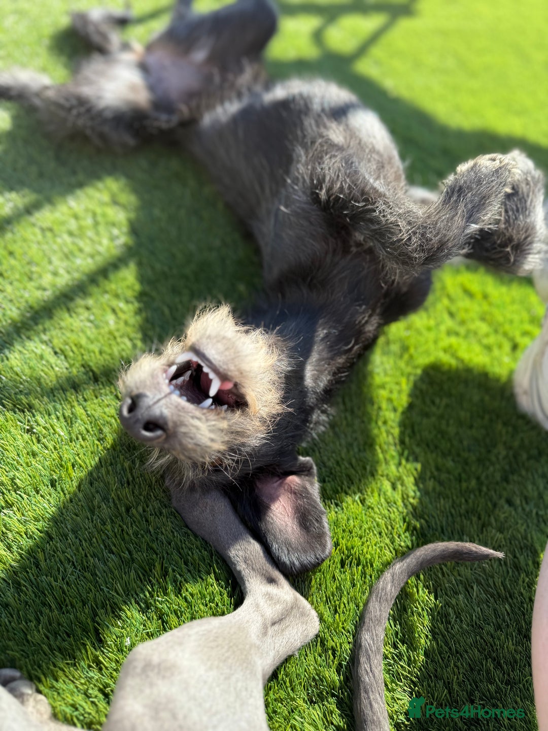 Mixed Breed dogs for sale: 1 Year Old Beddlington Whippet  - Image 5