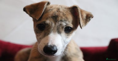 Whippet dogs - Advert 5