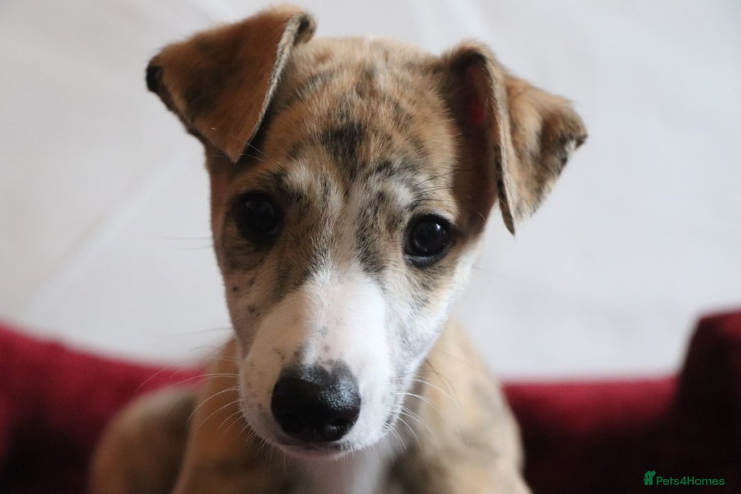 Whippet dogs for sale: 2 x male pedigree Whippet Pups - Image 3