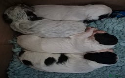 Cocker Spaniel dogs for sale: Lovely little working cocker spaniels - Image 1