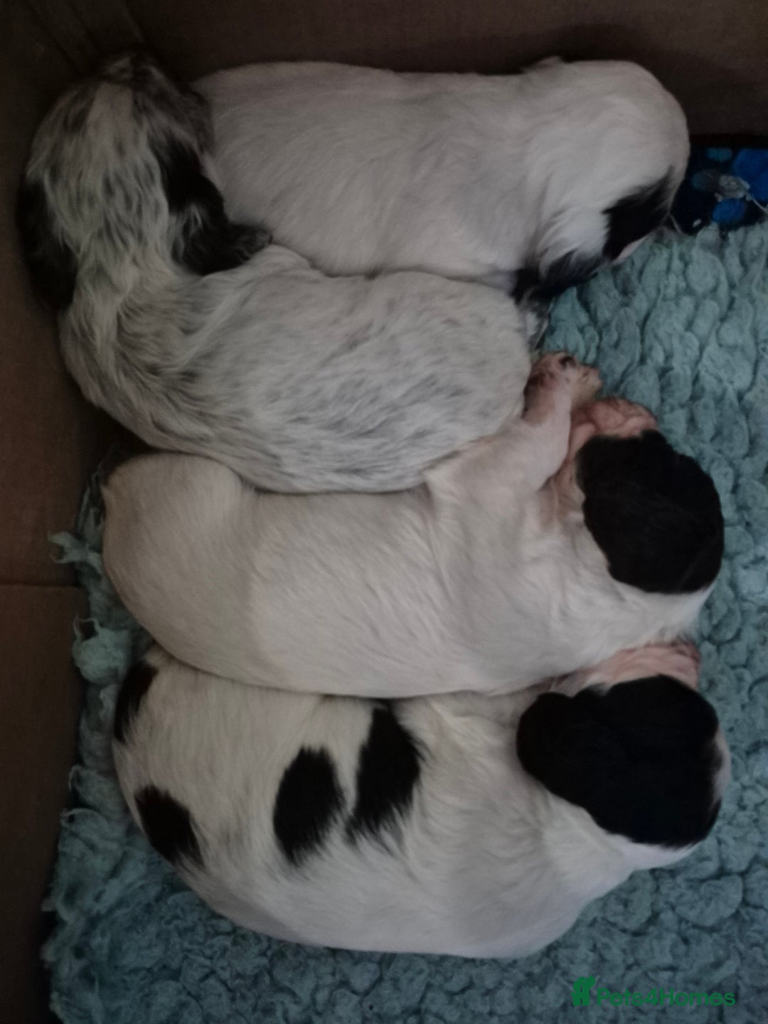 Cocker Spaniel dogs for sale: Lovely little working cocker spaniels - Image 1