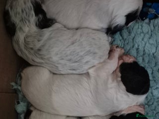 Cocker Spaniel dogs for sale - Advert 1