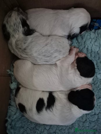 Cocker Spaniel dogs - Advert 1