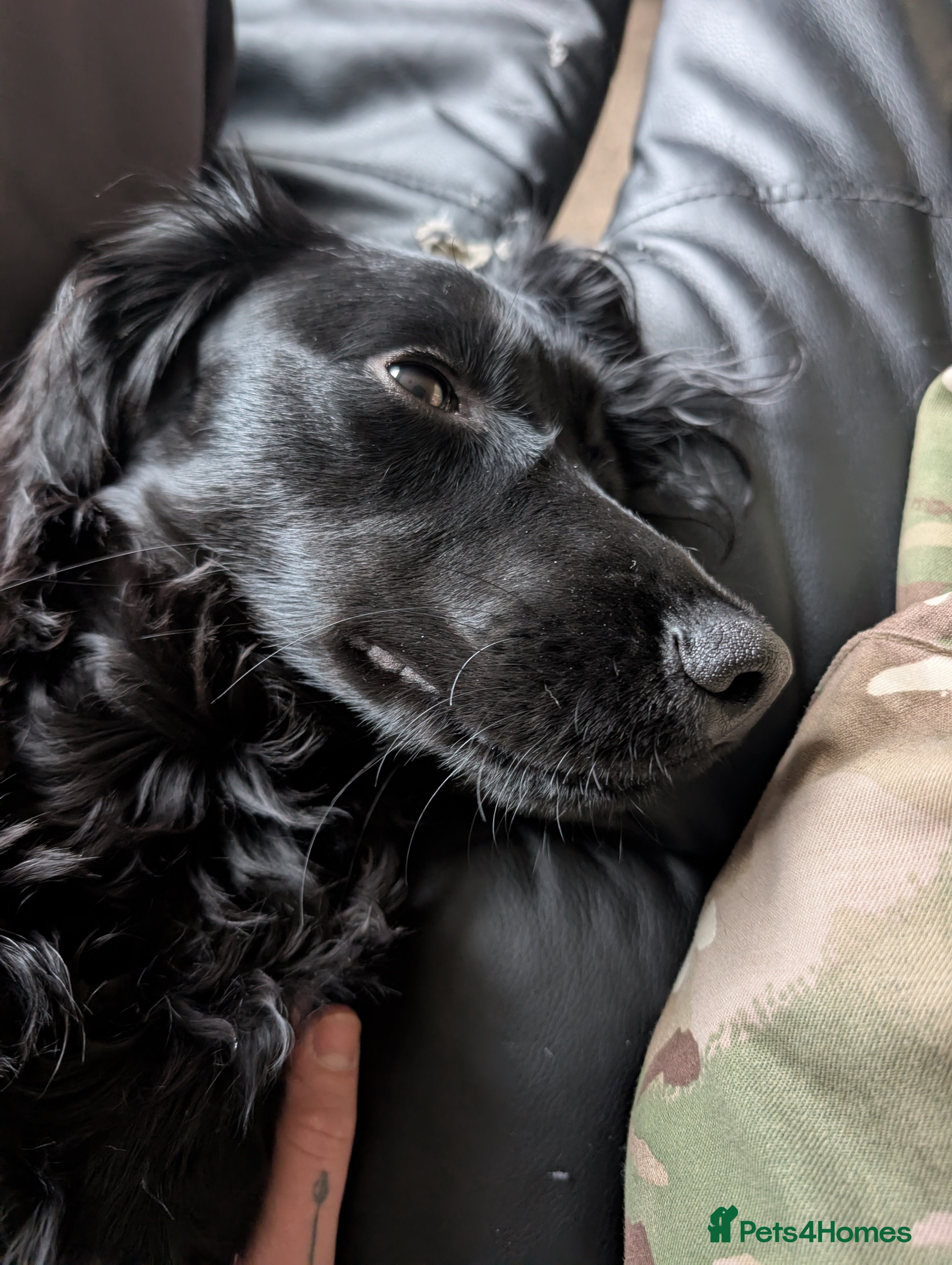 Cocker Spaniel dogs Cocker Spaniel, Black, Female. - Advert 1