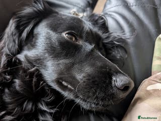 Cocker Spaniel dogs Cocker Spaniel, Black, Female. - Advert 1