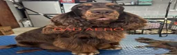 Cocker Spaniel dogs for sale: KC show cocker spaniel puppies Simbawood sire  - Advert 6