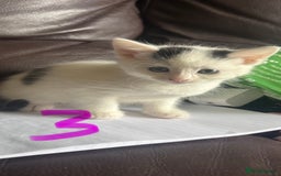 Mixed Breed cats for sale: 6 kittens for sale  - Image 3