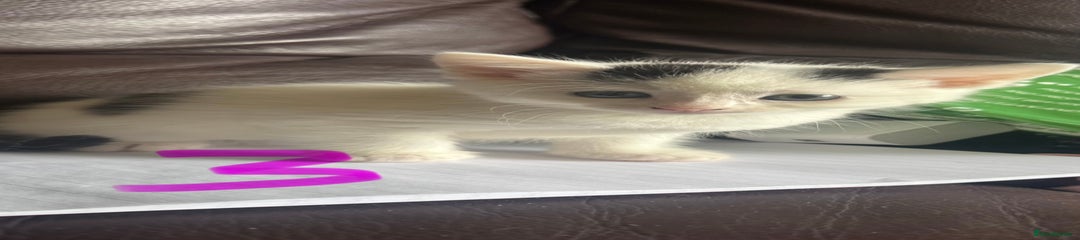 Mixed Breed Kitten 5