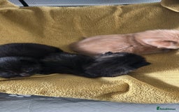 Ragcoon cats for sale: Ragdoll/ mainecoon - Image 1