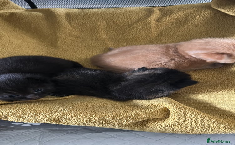 Ragcoon cats - Advert 1