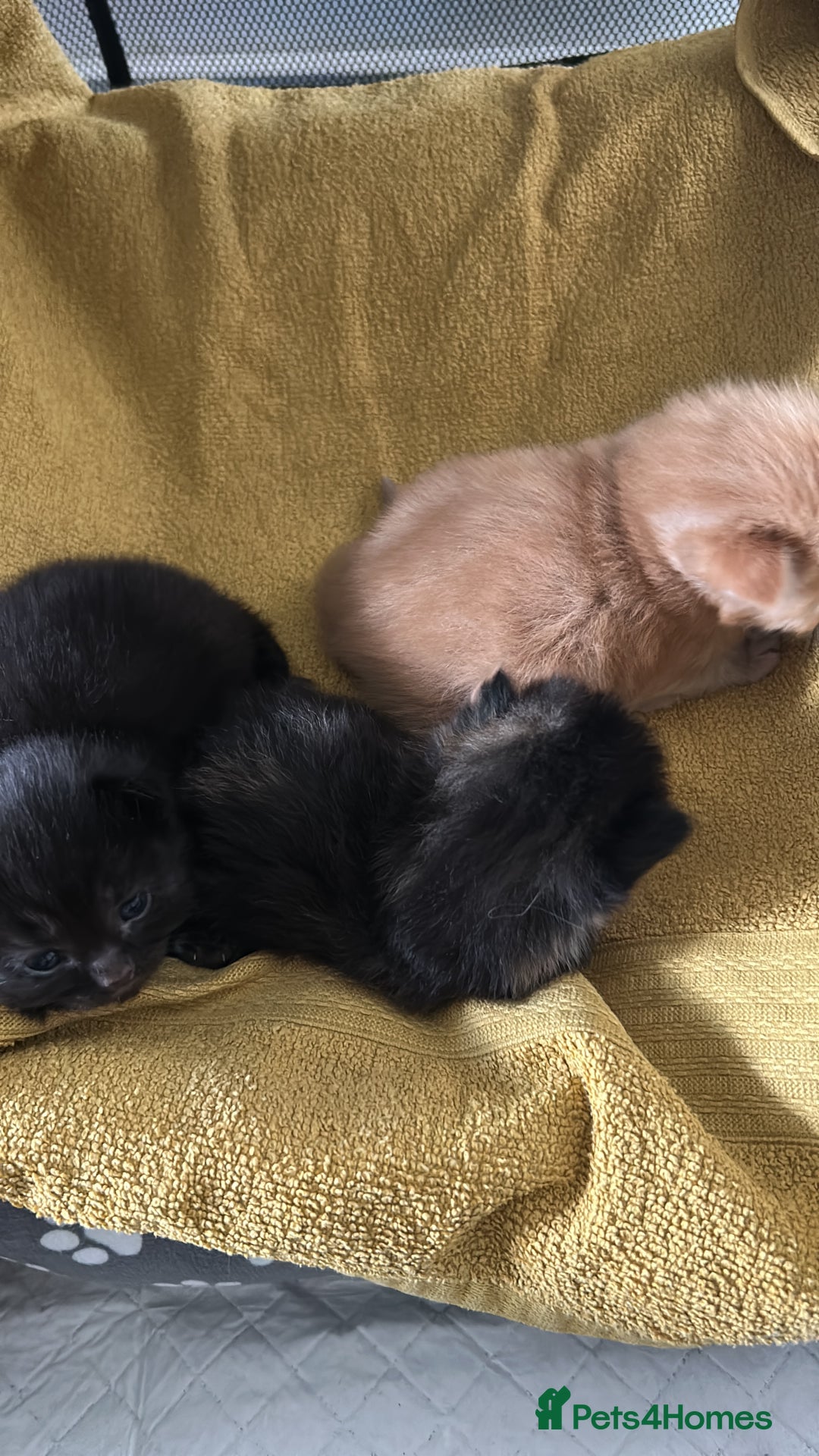 Ragcoon cats for sale: Ragdoll/ mainecoon - Image 1