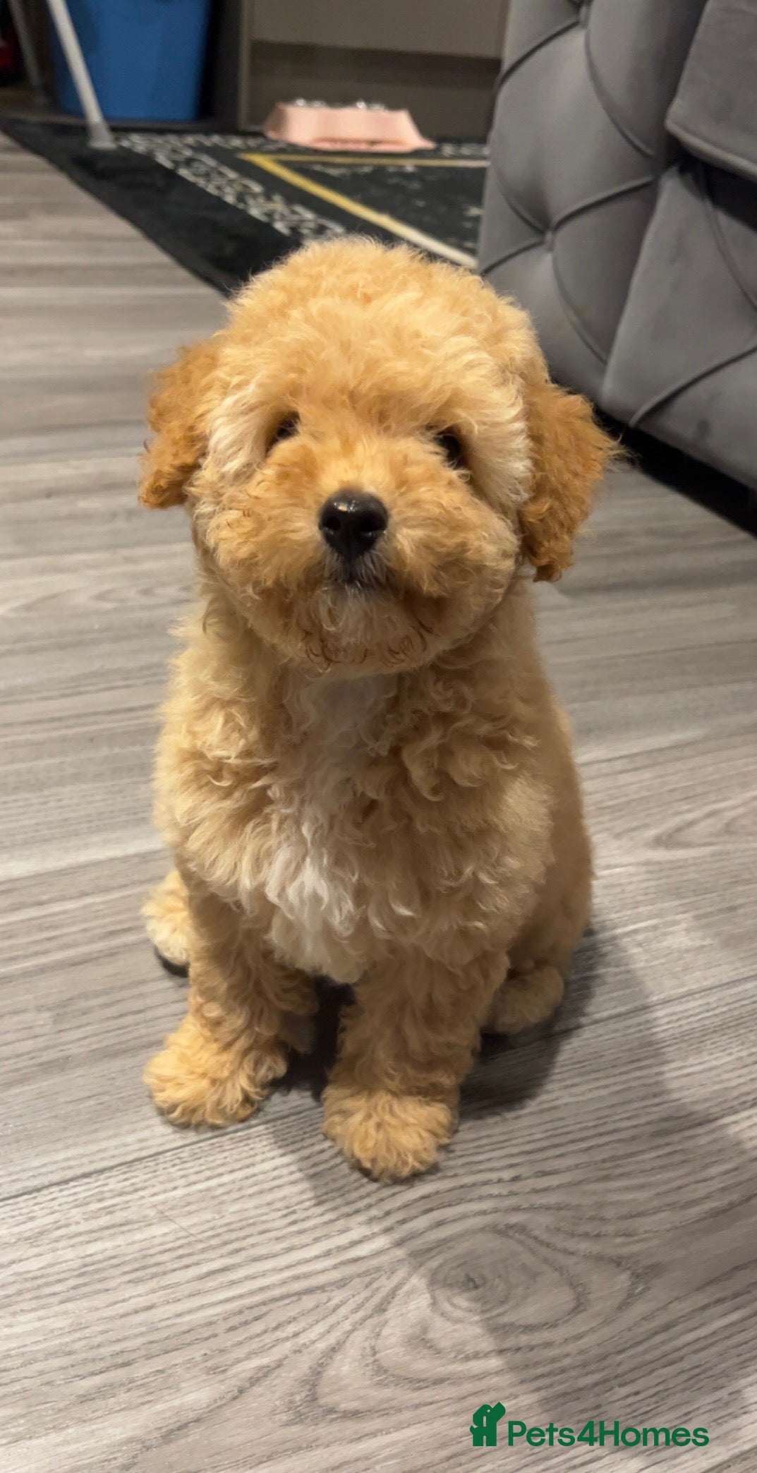 Toy Poodle dogs Lola  - Advert 1