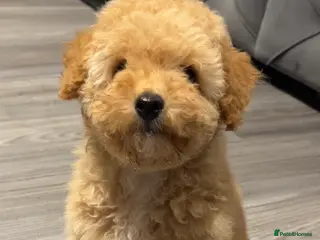 Toy Poodle dogs Lola - Advert 1