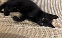 Mixed Breed cats for sale: Ragdoll/domestic shorthair  - Image 19