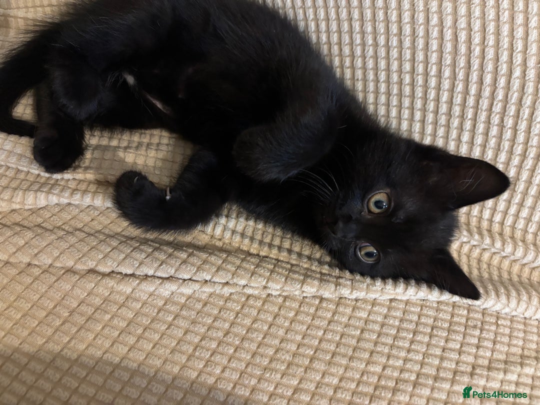 Mixed Breed cats for sale: Ragdoll/domestic shorthair  - Image 19