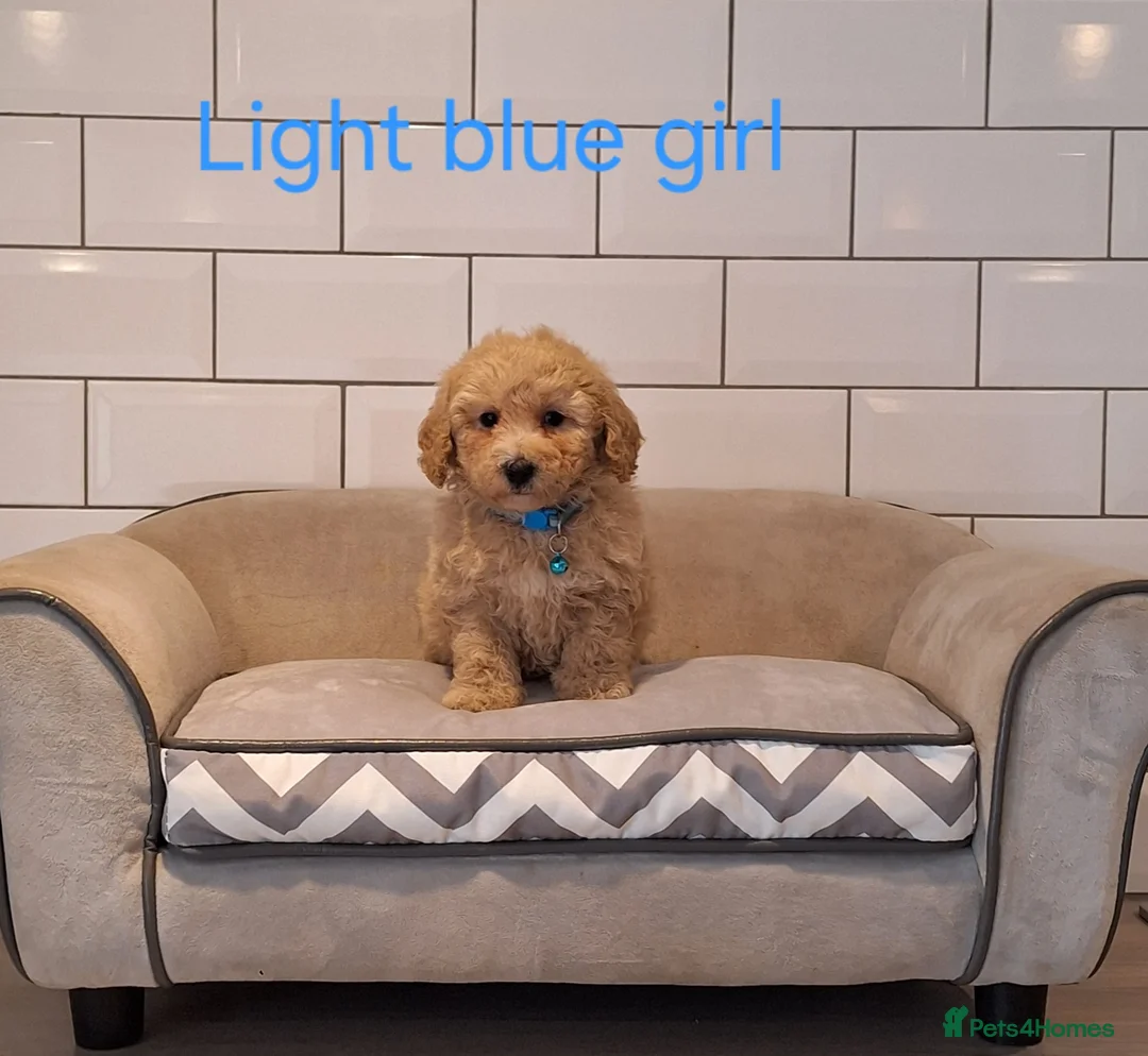Poochon dogs for sale: F1 Poochon puppies 🥰 - Advert 2