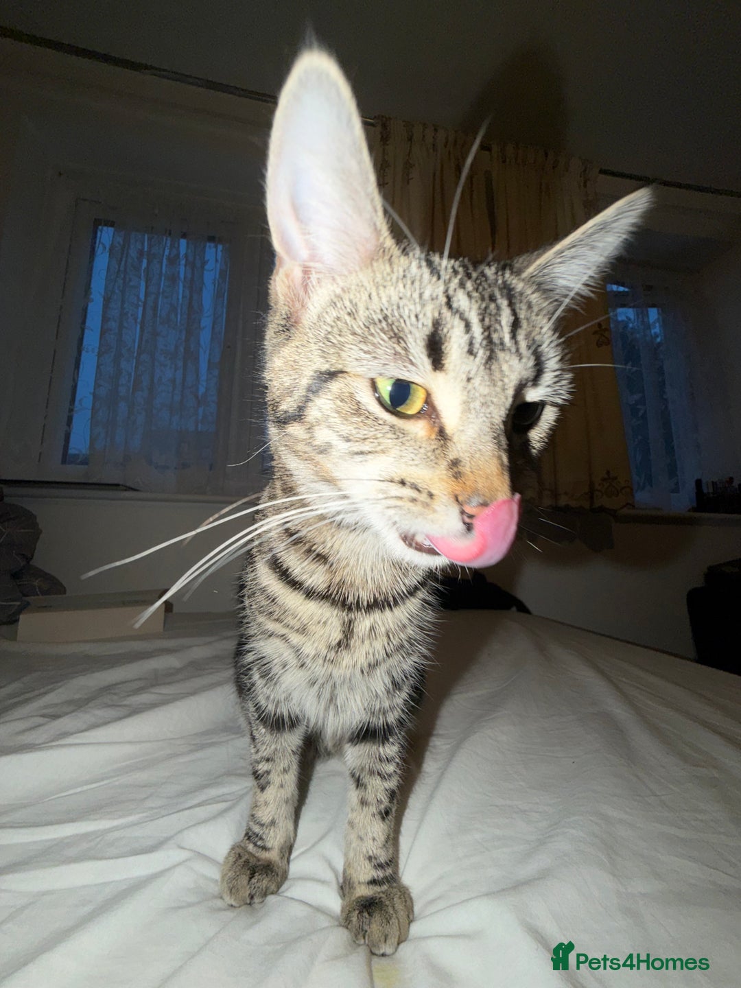 Mixed Breed cats for sale: Cute 7 Month Tabby needs new home - Advert 7