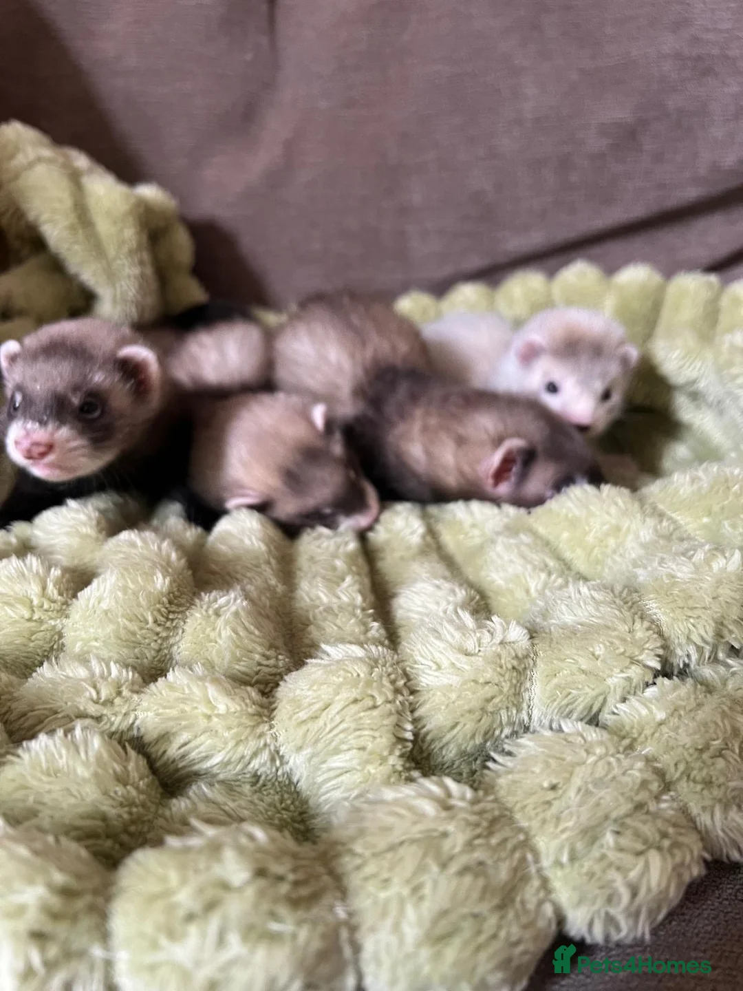 Ferret rodents for sale: Beautiful Baby Ferrets for Sale ❤️ - Advert 1