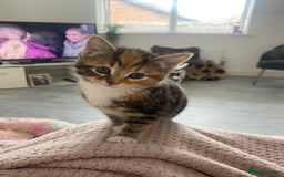 Mixed Breed cats for sale: Cutest kittens  - Image 6