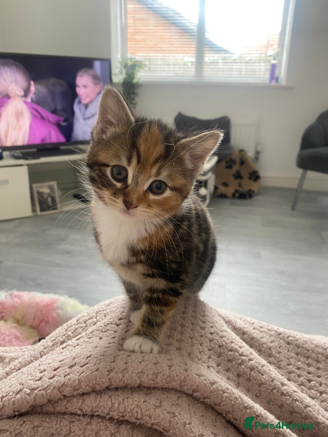 Mixed Breed cats for sale: Cutest kittens  - Image 6