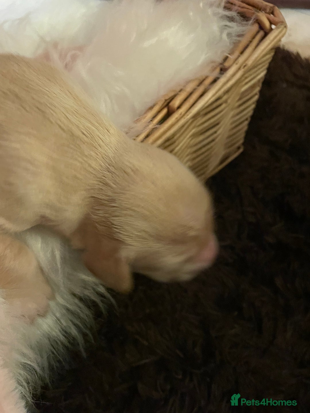 Mixed Breed dogs for sale: Golden retriever x Flatcoat retriever  - Advert 27