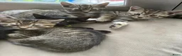Mixed Breed cats for sale: 5 beautiful kittens  - Advert 4
