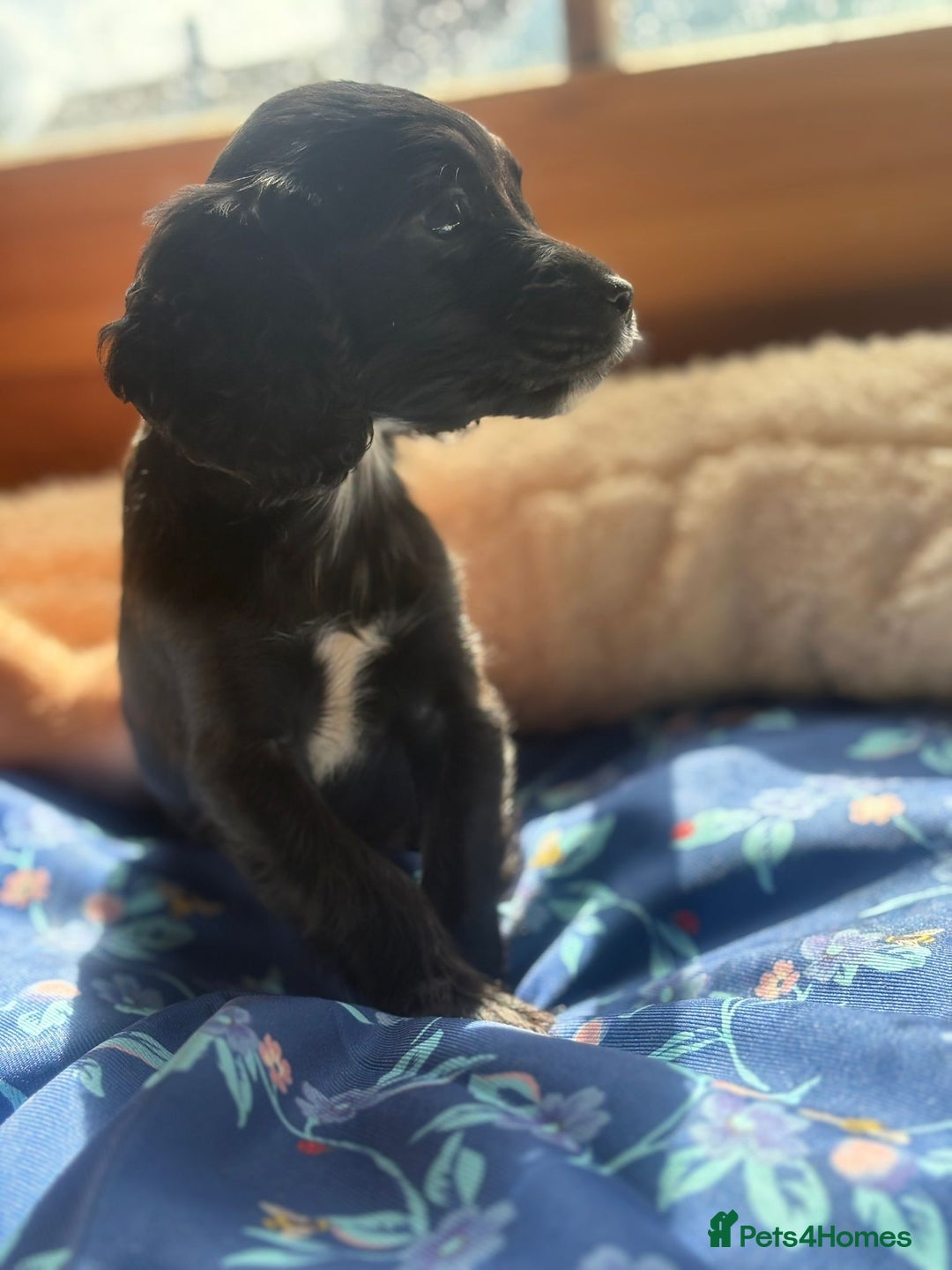 Cocker Spaniel dogs for sale: Beautiful Cocker spaniel puppies for sale - Image 7