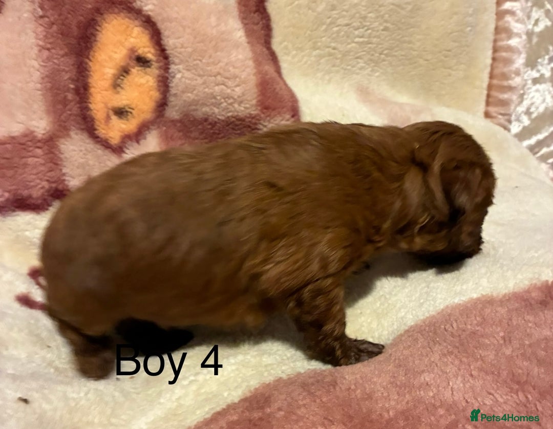 Cockapoo dogs for sale: Cockapoo puppy’s  - Advert 14