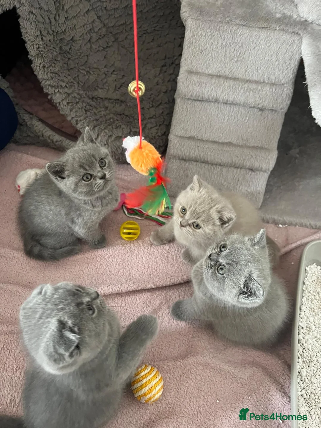 British Shorthair cats for stud: ⭐️ Two Imported Powerhouse Studs ⭐️ in London - Advert 21