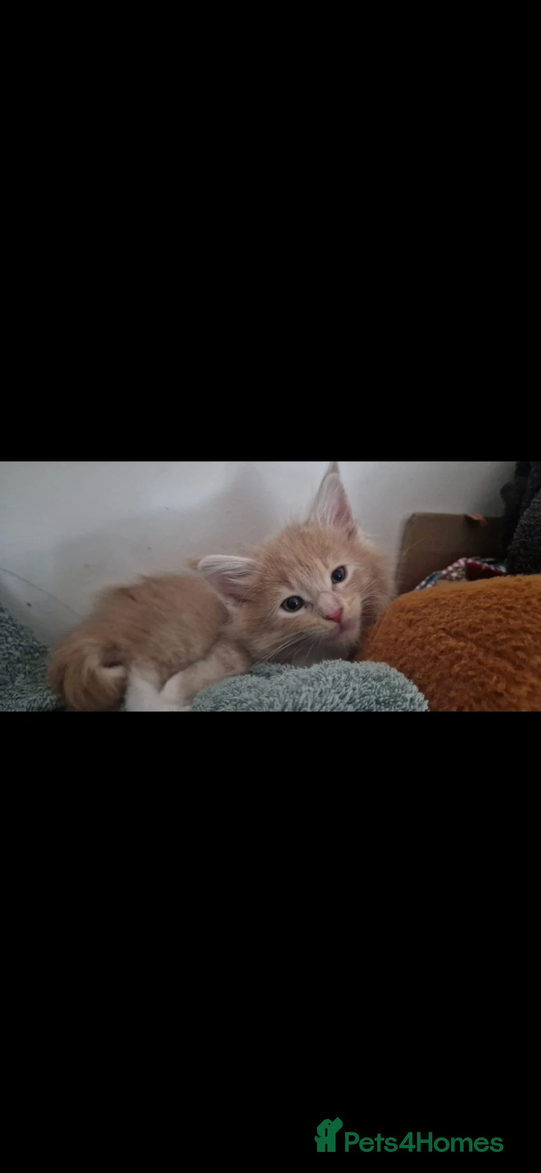 Maine Coon cats for sale: Beautiful Red boys - Advert 2