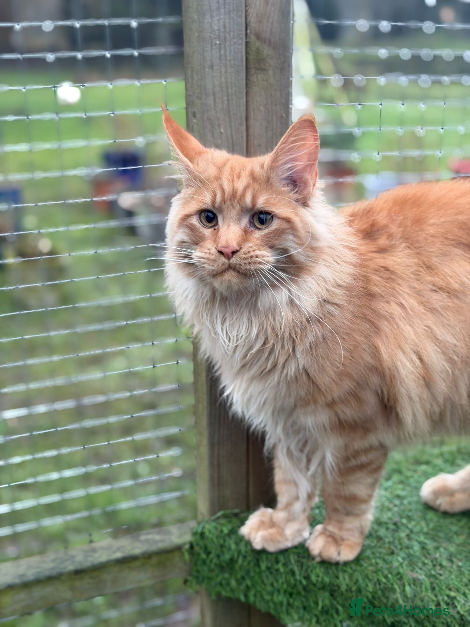 Maine Coon cats Exceptional Maine Coon - Advert 3